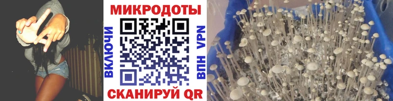 Псилоцибиновые грибы Psilocybine cubensis  Каменногорск 